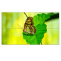 55" Ultra-Narrow Bezel 4 display video wall
