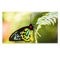 55" Ultra Narrow Bezel S-IPS 3x3 Video Wall Solution