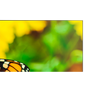 NEC UN552S + Chief LVS1U 1x1 Kit | 55" Ultra-Narrow Bezel Professional-Grade Display with Chief Full Service Mount